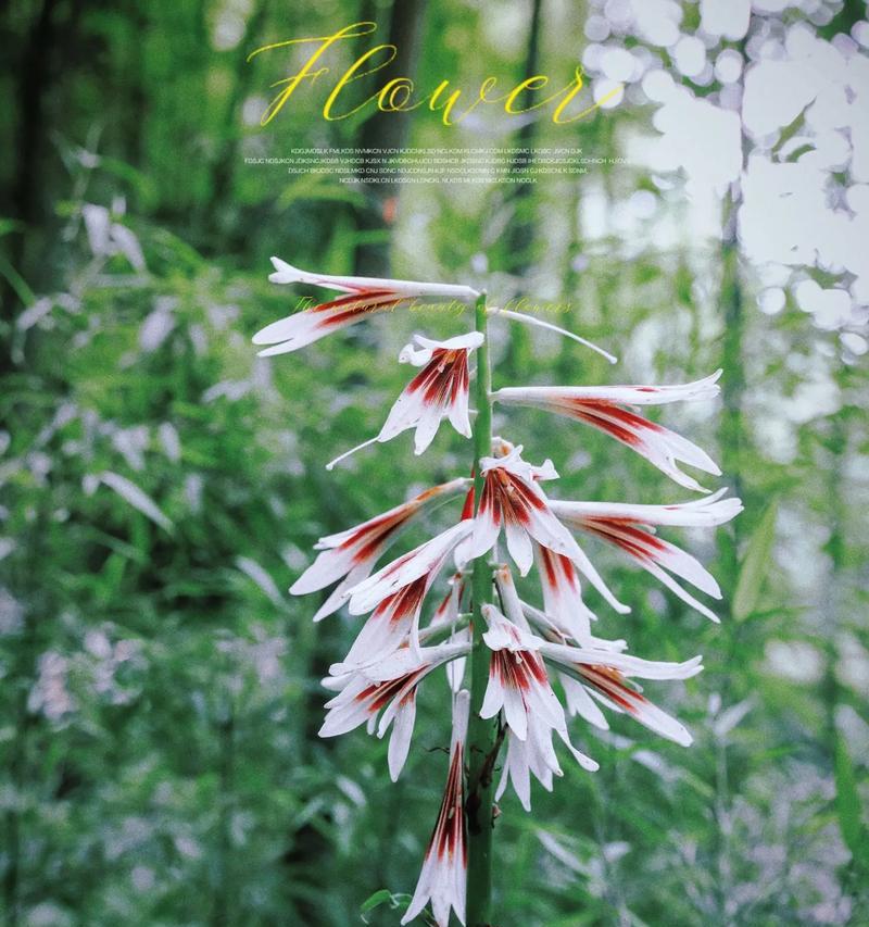 野百合也有春天（一段特别的友情，一个不同寻常的校园故事）